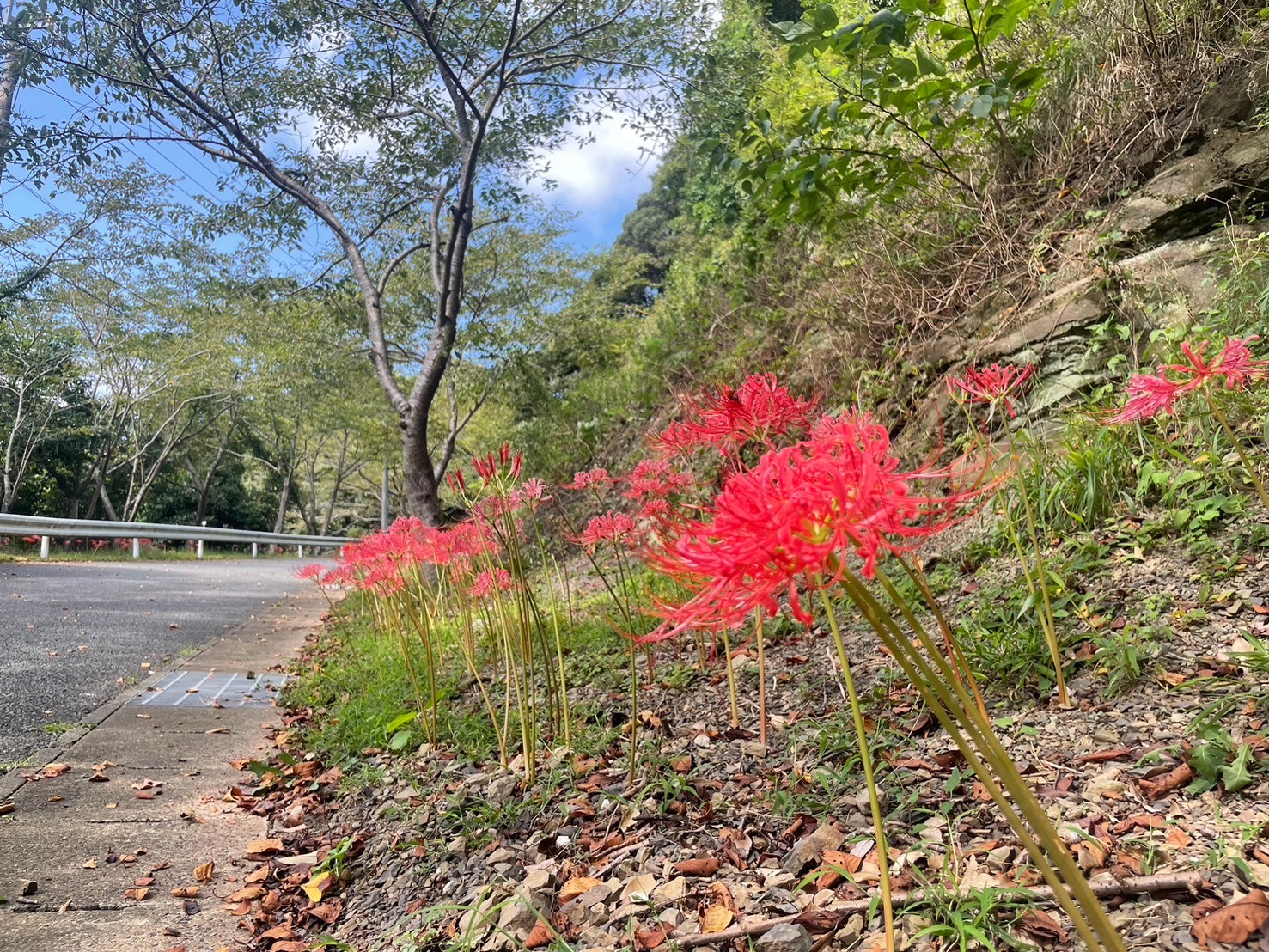 お花